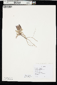 Penstemon arenicola image