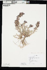 Penstemon arenicola image
