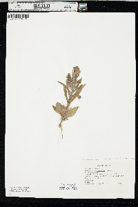 Penstemon eriantherus var. cleburnei image
