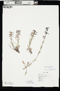 Penstemon humilis image