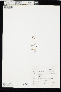 Collinsia parviflora image