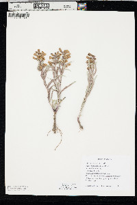 Penstemon angustifolius image