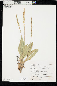 Plantago eriopoda image