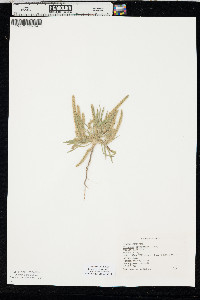 Plantago patagonica image