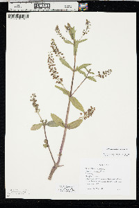 Veronica anagallis-aquatica image