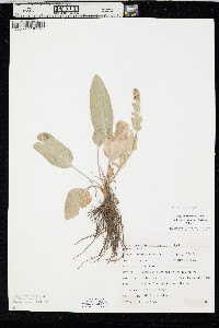 Veronica wyomingensis image