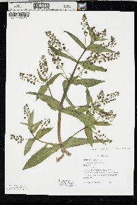Veronica anagallis-aquatica image