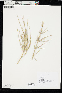Ephedra nevadensis image