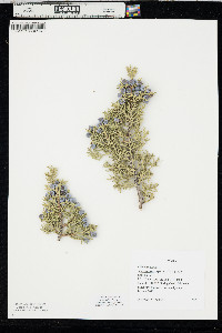 Juniperus osteosperma image