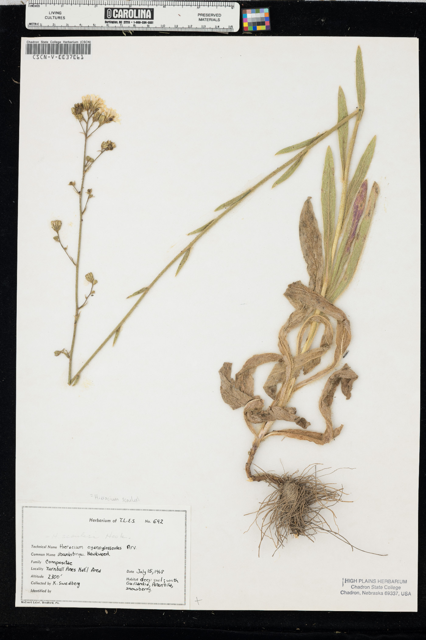 Hieracium scouleri image