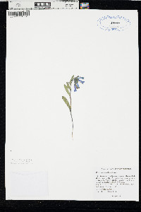 Mertensia longiflora image