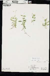 Moehringia lateriflora image