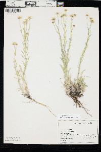 Erigeron pumilus image