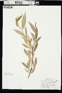 Salix lasiandra var. lasiandra image