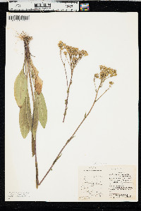 Senecio hydrophilus image
