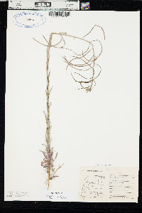 Boechera sparsiflora image