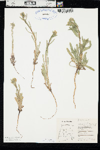 Amsinckia menziesii image