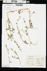 Asperugo procumbens image