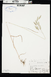 Bromus squarrosus image