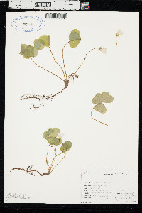 Oxalis oregana image