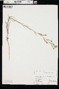 Madia gracilis image