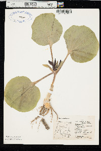 Trillium petiolatum image