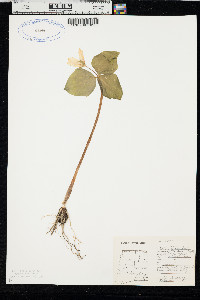 Trillium ovatum image