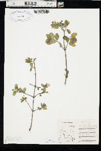 Lonicera utahensis image