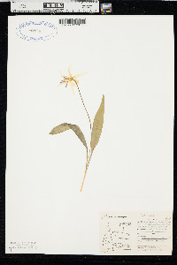 Erythronium grandiflorum image