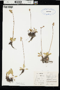 Micranthes integrifolia image