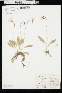 Dodecatheon conjugens image