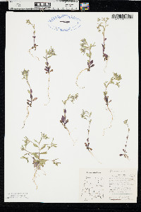 Phlox gracilis image