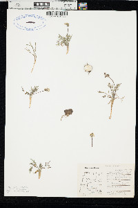 Lomatium gormanii image