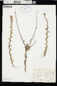 Purshia tridentata image