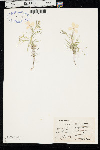 Phlox longifolia image