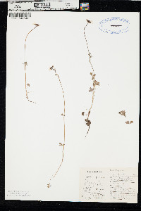Lithophragma parviflorum image