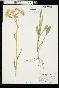 Senecio integerrimus var. ochroleucus image