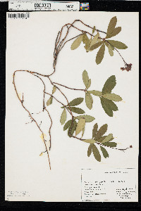 Chimaphila umbellata image