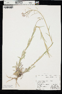 Boechera sparsiflora image