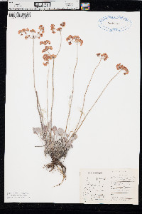 Eriogonum strictum image