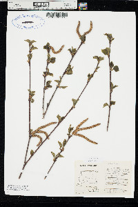 Betula occidentalis image