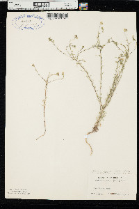 Blepharipappus scaber image