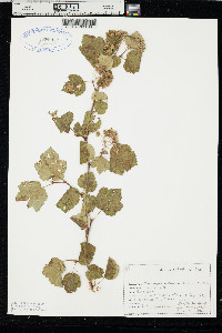 Physocarpus malvaceus image