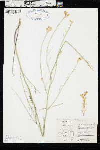 Sisymbrium linifolium image