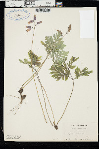 Dicentra formosa image