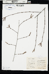Betula occidentalis image