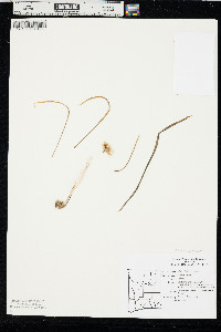 Allium fibrillum image