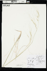 Hesperostipa comata image