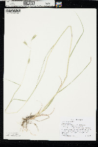 Danthonia californica image