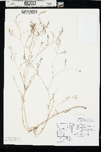 Epilobium brachycarpum image